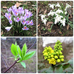 Der Frühling ist nah...