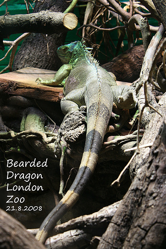 Bearded Dragon - London Zoo - 21 8 2008