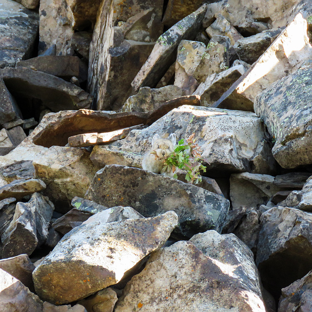 Distant Pika collecting food for winter