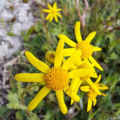Frühlings-Greiskraut (Senecio leucanthemifolius subsp. vernalis, Syn.: Senecio vernalis)