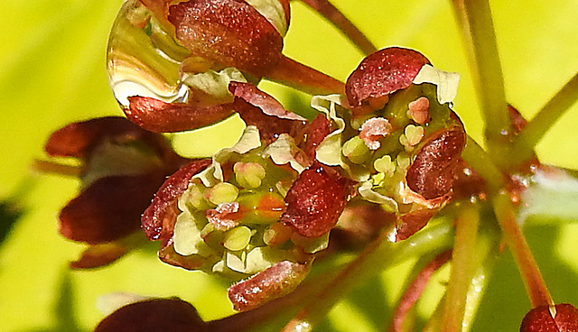 20230512 0094CPw [D~LIP] Gold-Ahorn (Acer shiras 'Aureum'), Bad Salzuflen