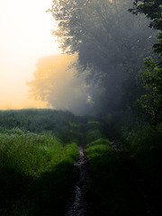 Bäume im Nebel