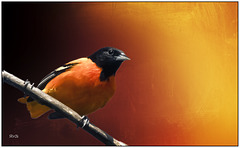 Baltimore Oriole.