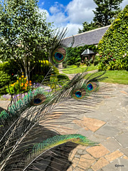 Peacock Feathers