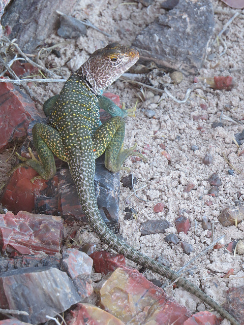 Collared Lizard