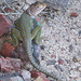 Collared Lizard