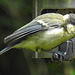 20240612 0366CPw [D~LIP] Kohlmeise (Parus major), BS