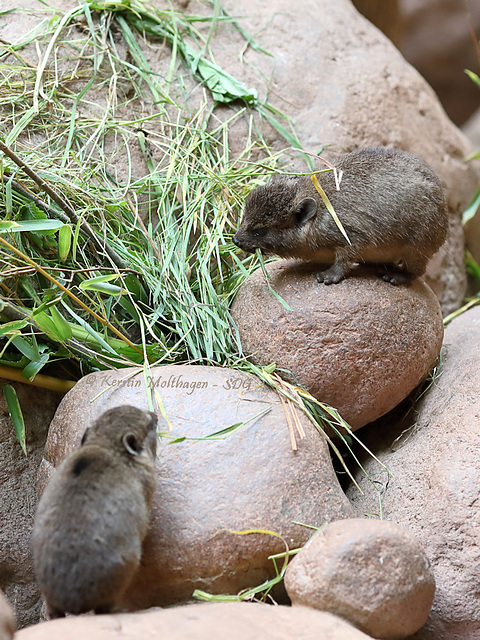 2^1 Schlieferbabys (Tropenaquarium Hagenbeck)