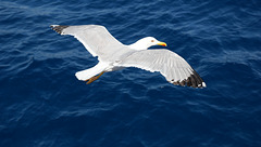 Seagull