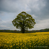 Oilseed Rape under cloudy skies