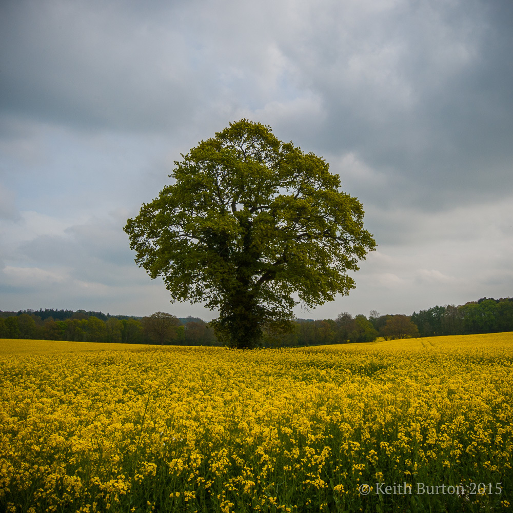 Oilseed Rape under cloudy skies