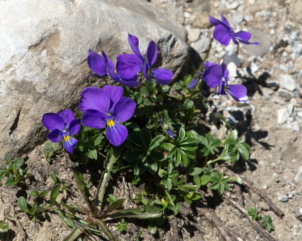 Viola calcarata, Langsporniges Stiefmütterchen - 2015-06-26--D4 DSC3170