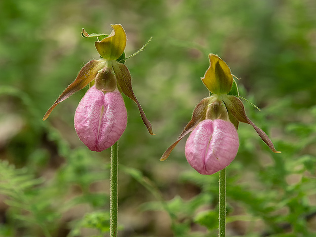 Cypripedium acaule (Pink Lady's-slipper orchid)