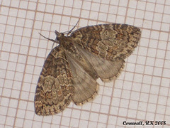 1779 Hydriomena ruberata (Ruddy Highflyer)