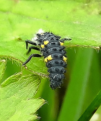 Ladybird Larva