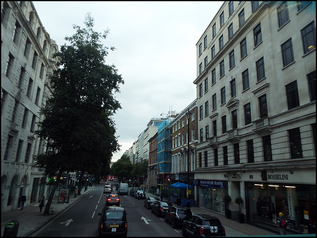 Baker Street tree