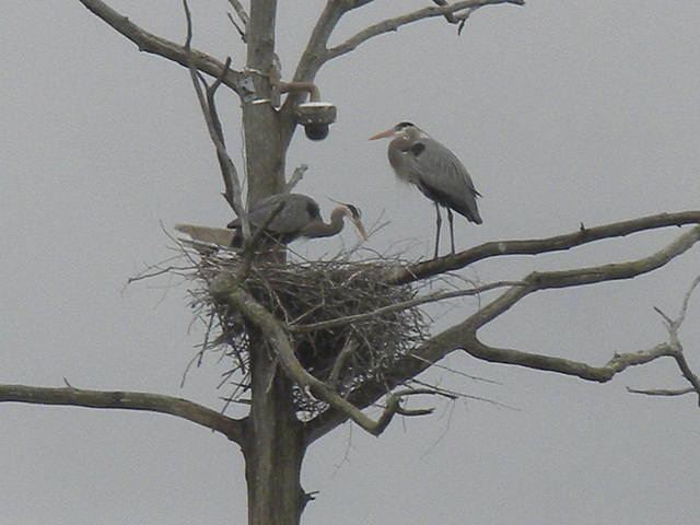 the nest from the ground