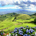 ISLE OF HYDRANGEAS