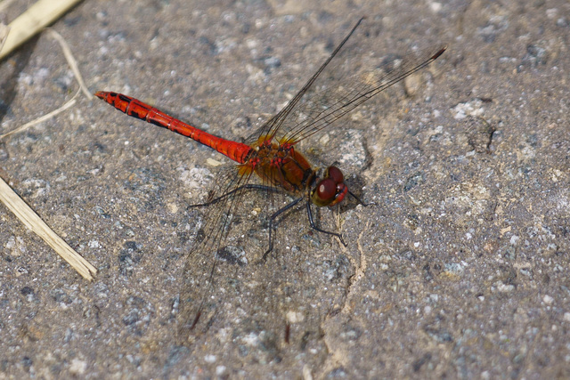 Blutrote Heidelibelle (Sympetrum sanguineum)  II