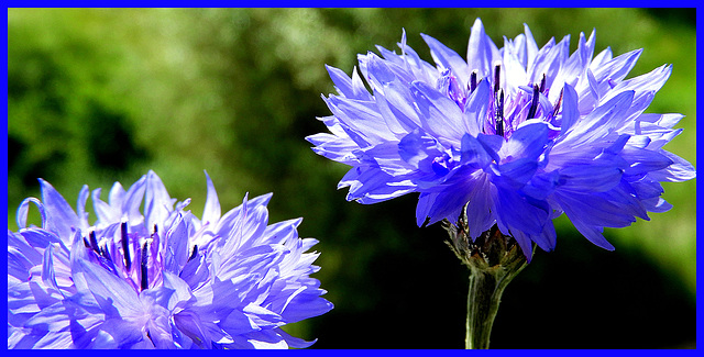 Centaurea Cyanus  (Blauwe Korenbloem)