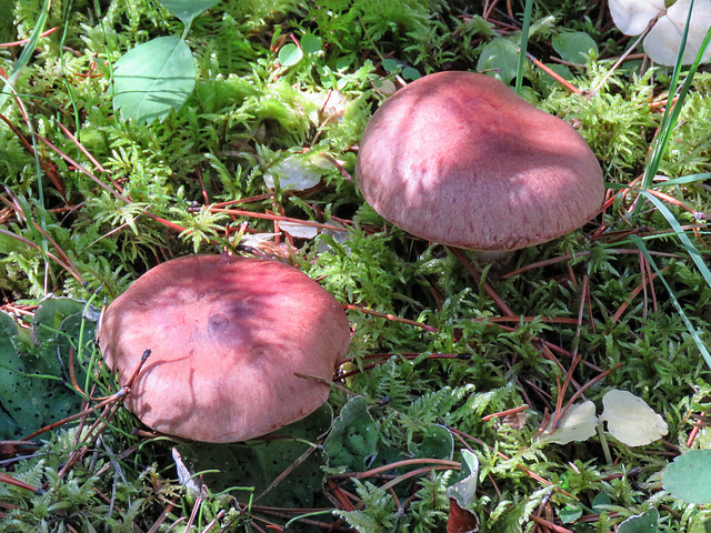 Pink mushrooms