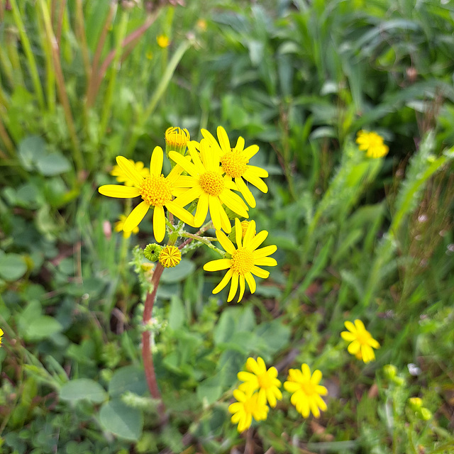 Frühlings-Greiskraut (Senecio leucanthemifolius subsp. vernalis, Syn.: Senecio vernalis)