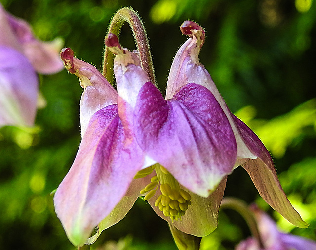 20230512 0097CPw [D~LIP] Akelei (Aquilegia vulgaris agg), Bad Salzuflen