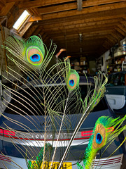 Peacock feathers