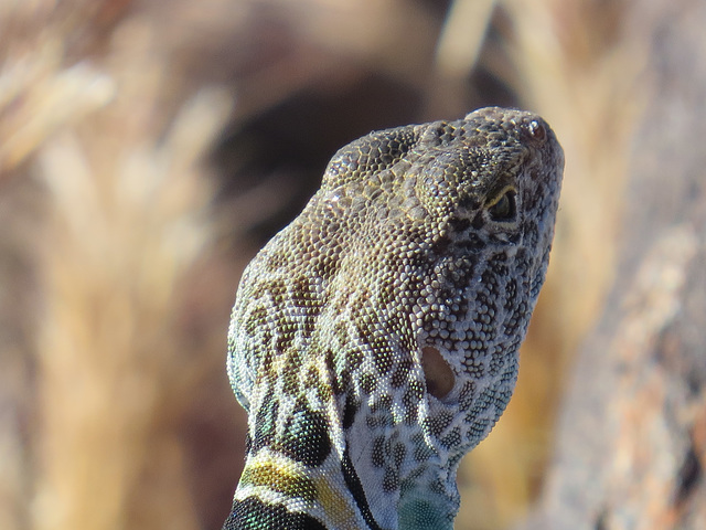 Collared Lizard