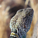 Collared Lizard