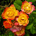 20240616 0370CPw [D~LIP] Rose (Rosa 'Weg der Sinne'), BS