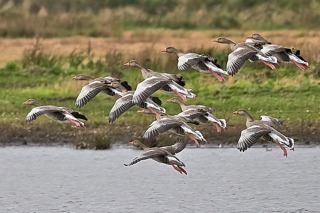 Greylag Group Flight