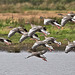 Greylag Group Flight