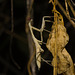 IMG 2914 Mantid-2-1
