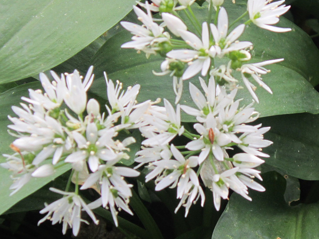 Pretty flowers