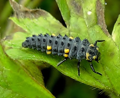 Ladybird Larva