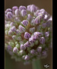 291/366: Garlic Blossom Close-Up