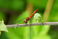 Blutrote Heidelibelle (Sympetrum sanguineum)