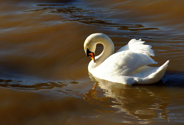 ... il suffira d'un cygne ...