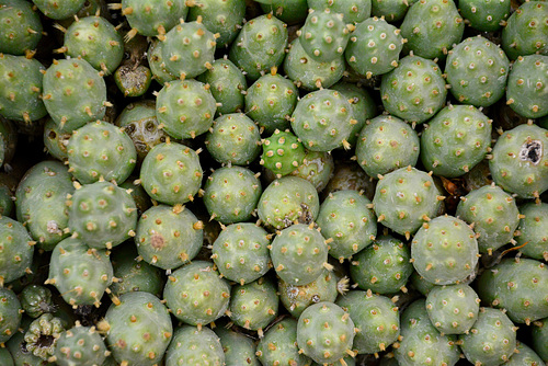 Leipzig 2019 – Botanischer Garten – Tephrocactus ovallei