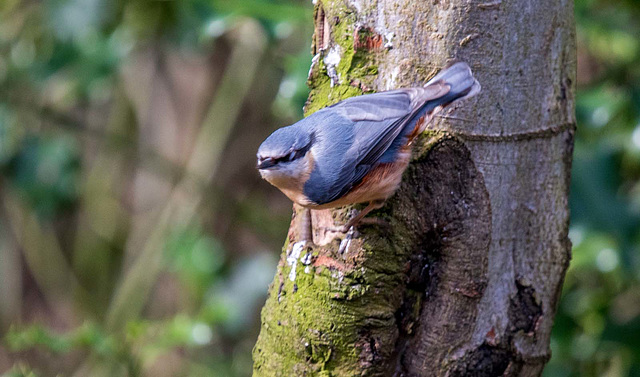 Nuthatch39