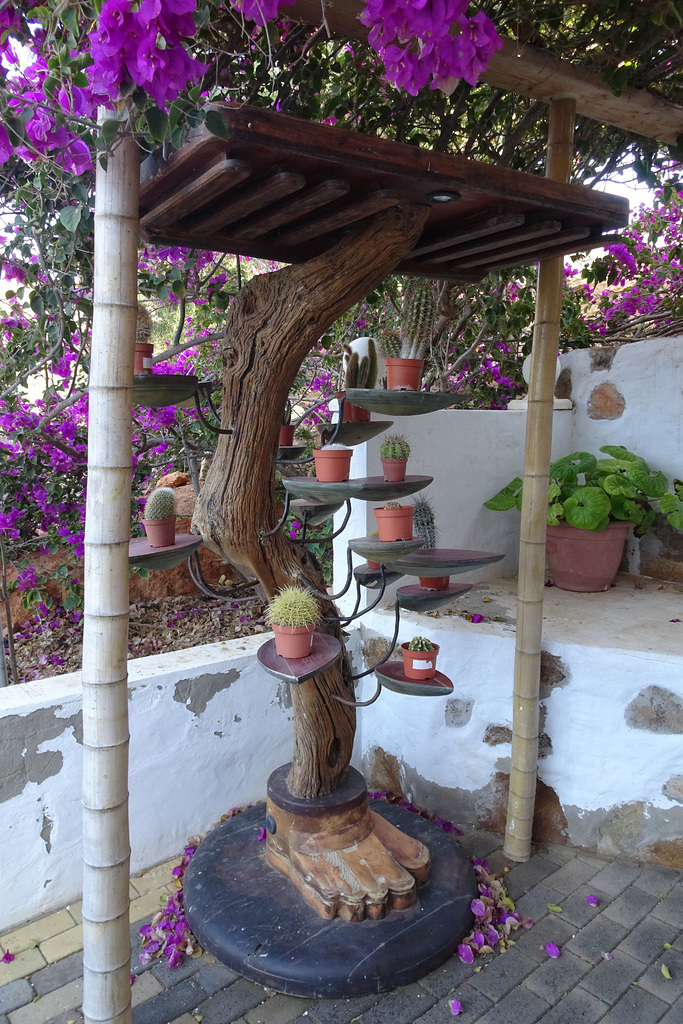 Bougainvillea In Valle De Santa Ines