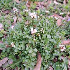 Behaartes Schaumkraut (Cardamine hirsuta)