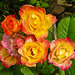 20240616 0371CPw [D~LIP] Rose (Rosa 'Weg der Sinne'), BS