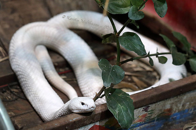 Albino-Monokelkobra (Tropenaquarium Hagenbeck)