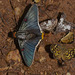 IMG 2880 Butterflies-2