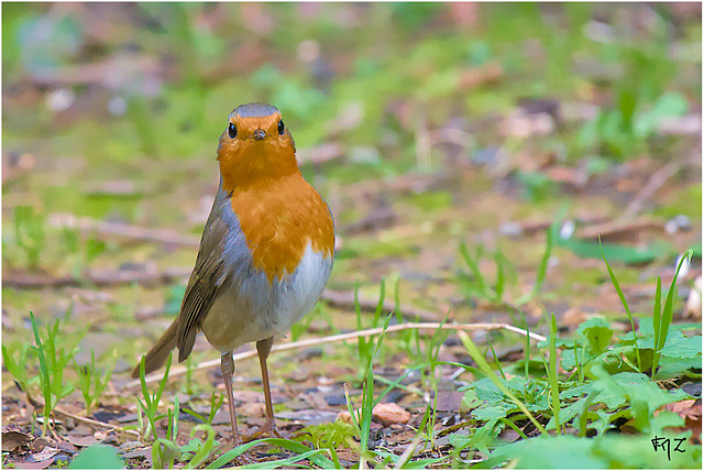 Le Rougegorge familier (Erithacus rubecula) - European Robin