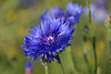 Kornblumenblau