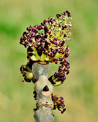 Ash. Buds and Blossom