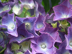 Purple Hydranga detail